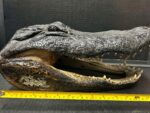 Extra Large Alligator Mount - Image 3