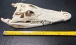 Siamese Crocodile (Asia) - Image 6