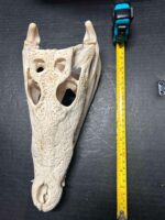 Nile Crocodile (Africa) - Image 3