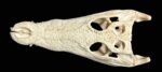 Nile Crocodile (Africa) - Image 2