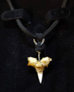 Shark Tooth Necklace - Image 3